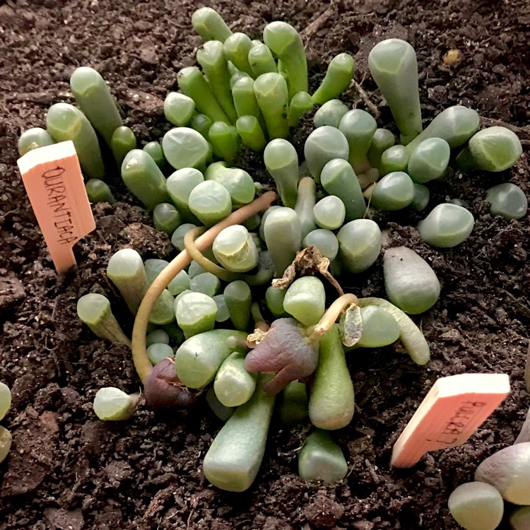 plant image 817294 plant image 817294