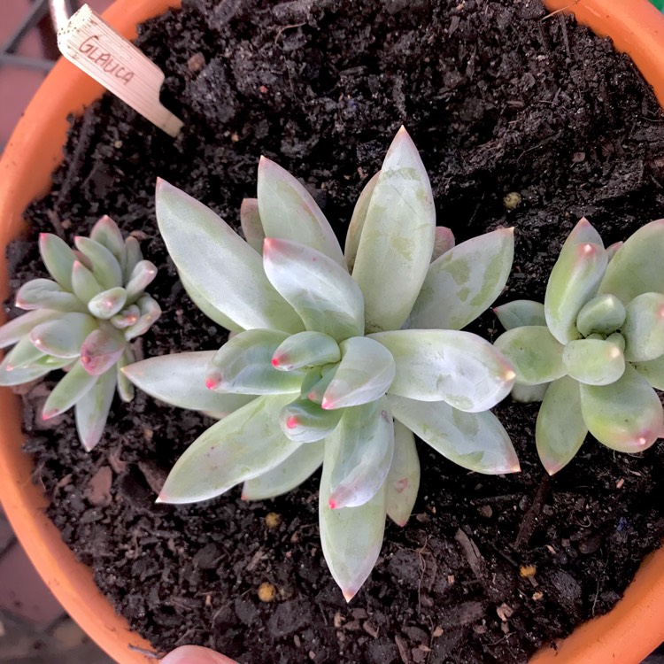 Plant image x Pachyveria glauca 'Little Jewel'