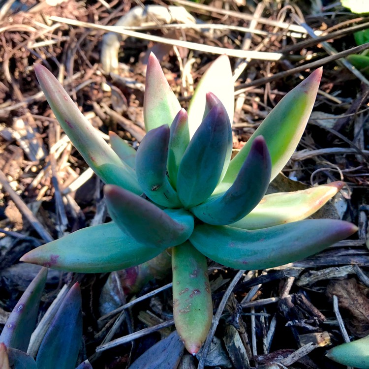 plant image 818498 plant image 818498