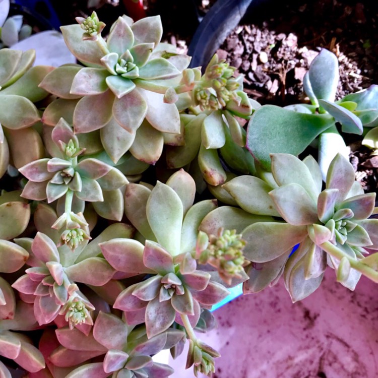 Graptopetalum Paraguayense Subsp Bernalense Ghost Plant Uploaded By Yollymac