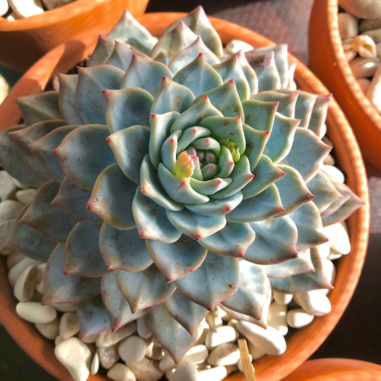 plant image 821213 plant image 821213