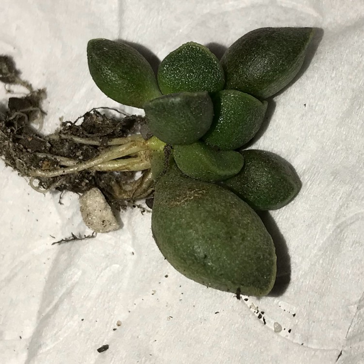 plant image 821351