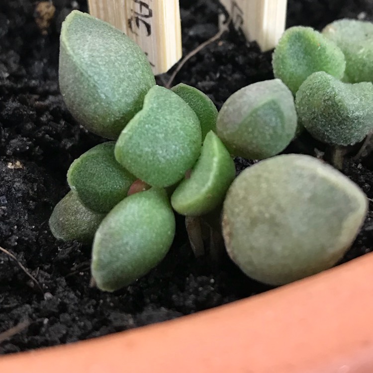Plant image Adromischus marianiae 'Tanqua'