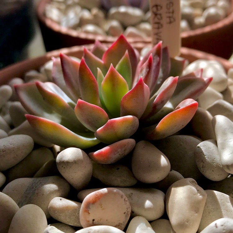 plant image 821693 plant image 821693