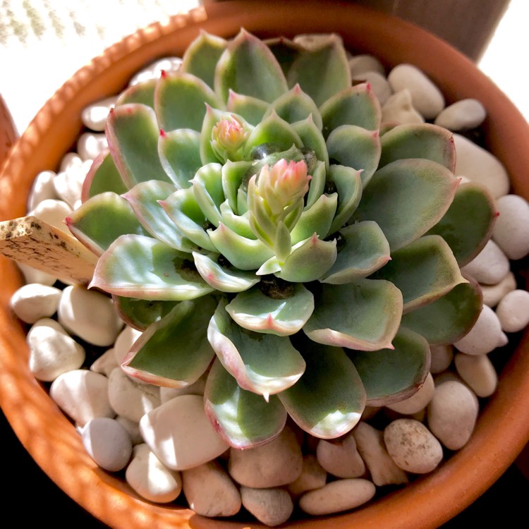 plant image 821702
