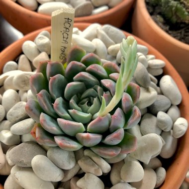 Echeveria Acacia Ponds