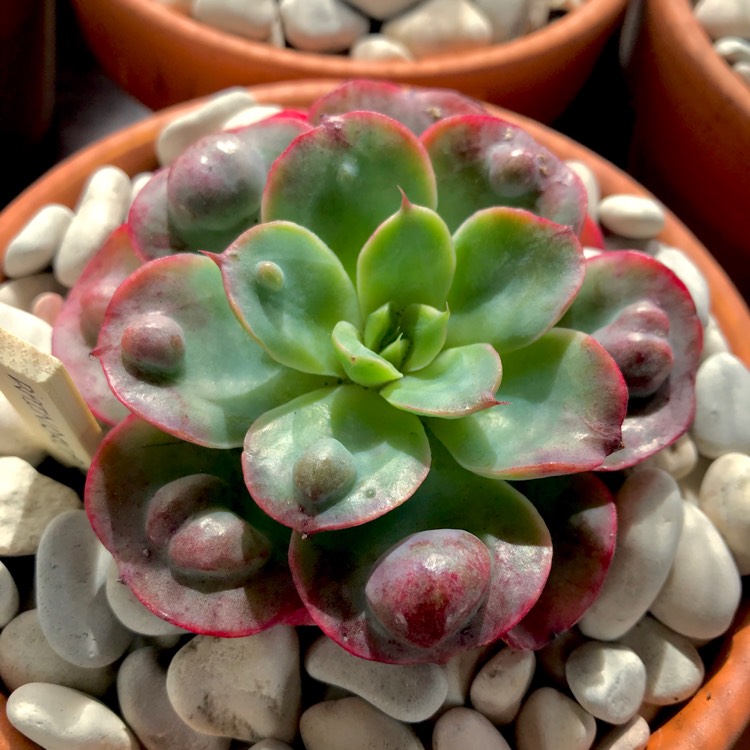 plant image 821864 plant image 821864