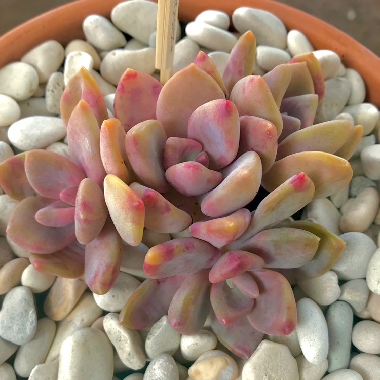 plant image 822041 plant image 822041