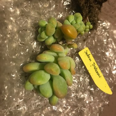 Sedum treleasei