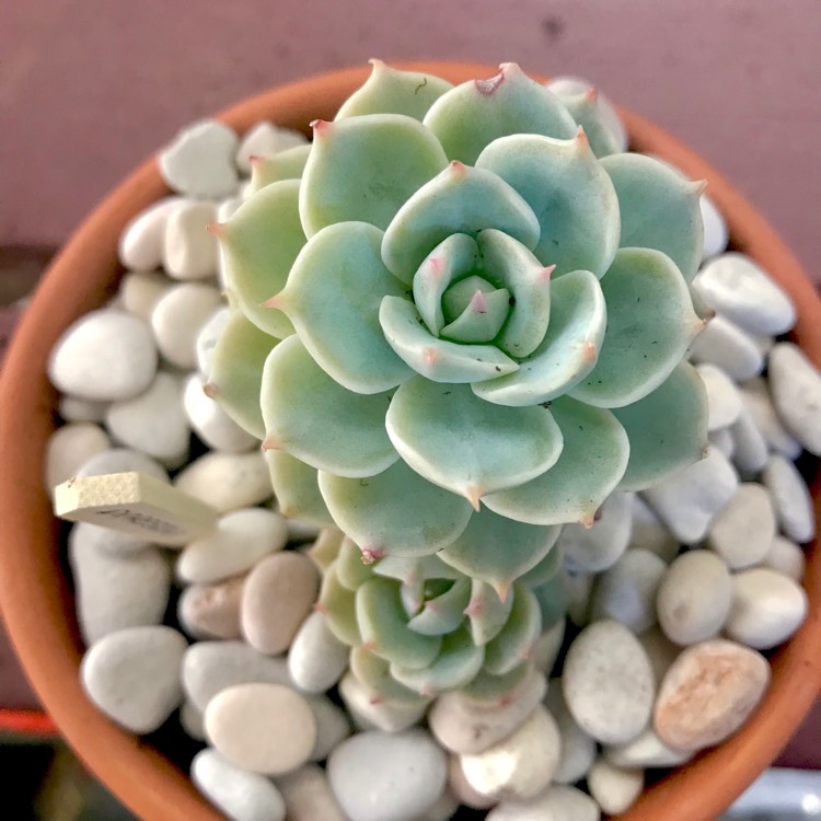 plant image 823656 plant image 823656