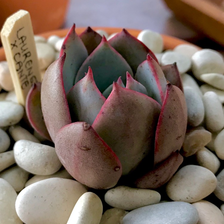 plant image 823669 plant image 823669