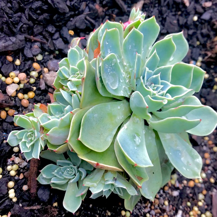 plant image 824907 plant image 824907