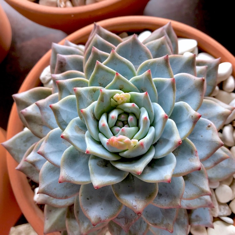 plant image 825355 plant image 825355