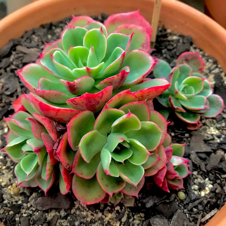 plant image 825772 plant image 825772