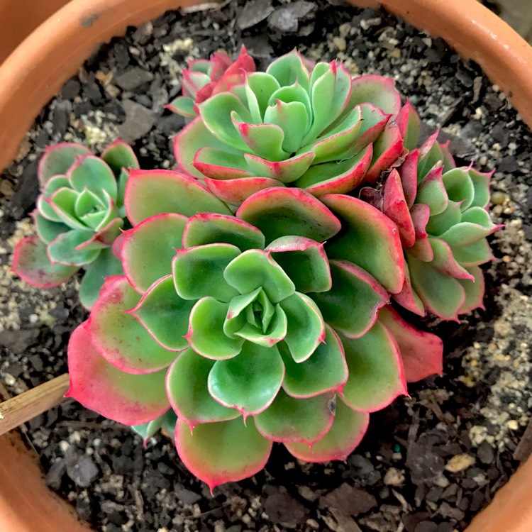 plant image 825773 plant image 825773