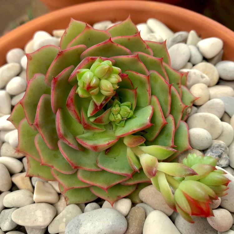plant image 825778