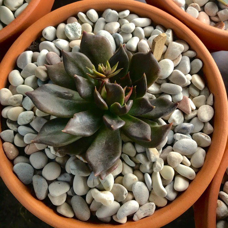 plant image 826000 plant image 826000