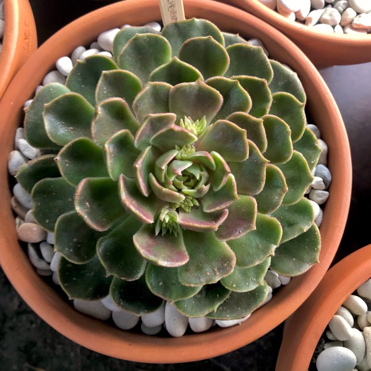 plant image 826010 plant image 826010