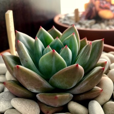 Echeveria Champagne
