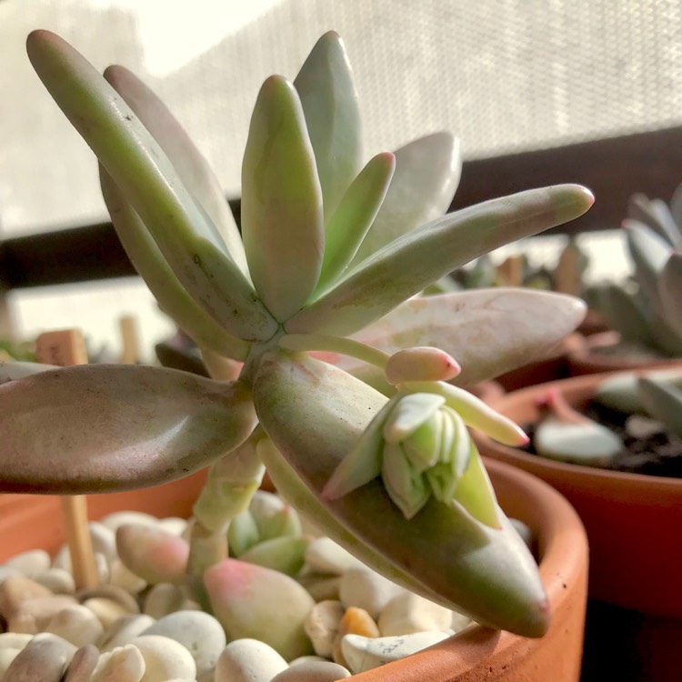 plant image 827665 plant image 827665