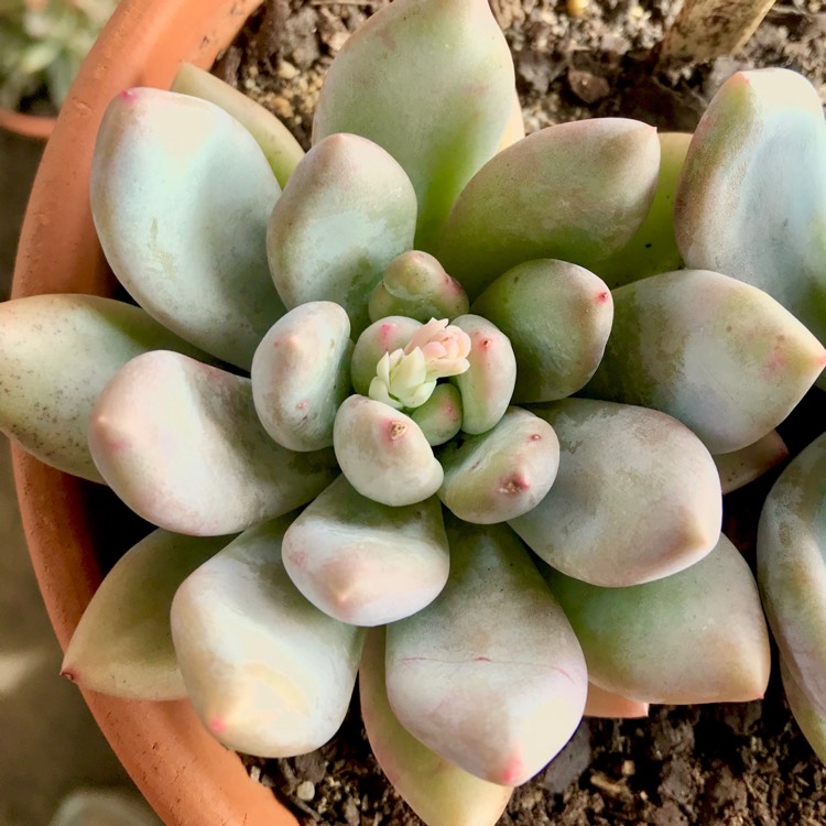 plant image 827672 plant image 827672
