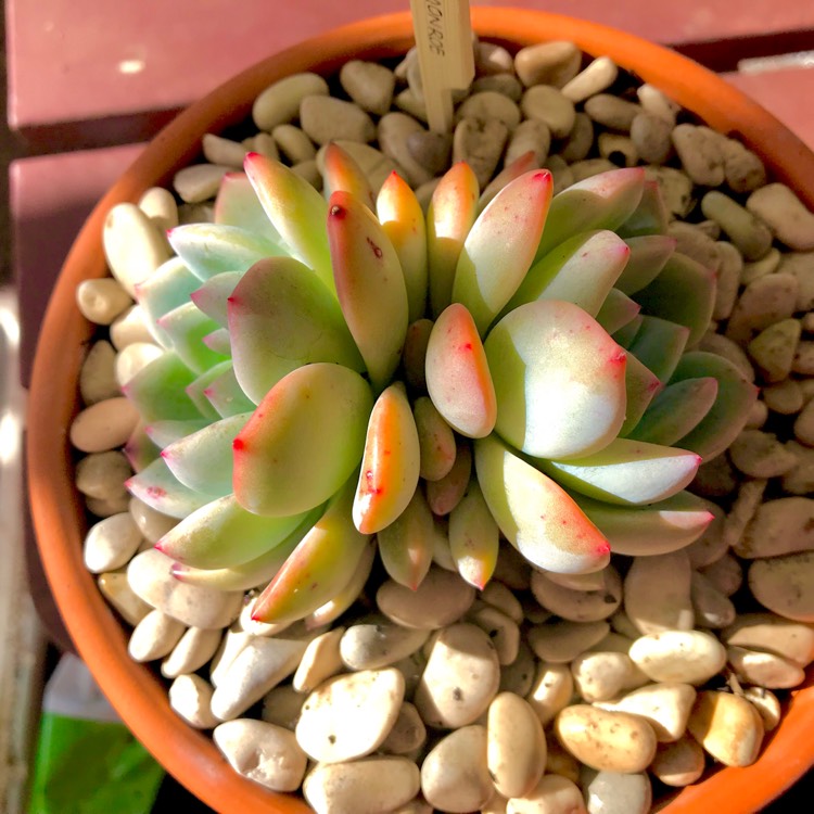 plant image 828942 plant image 828942