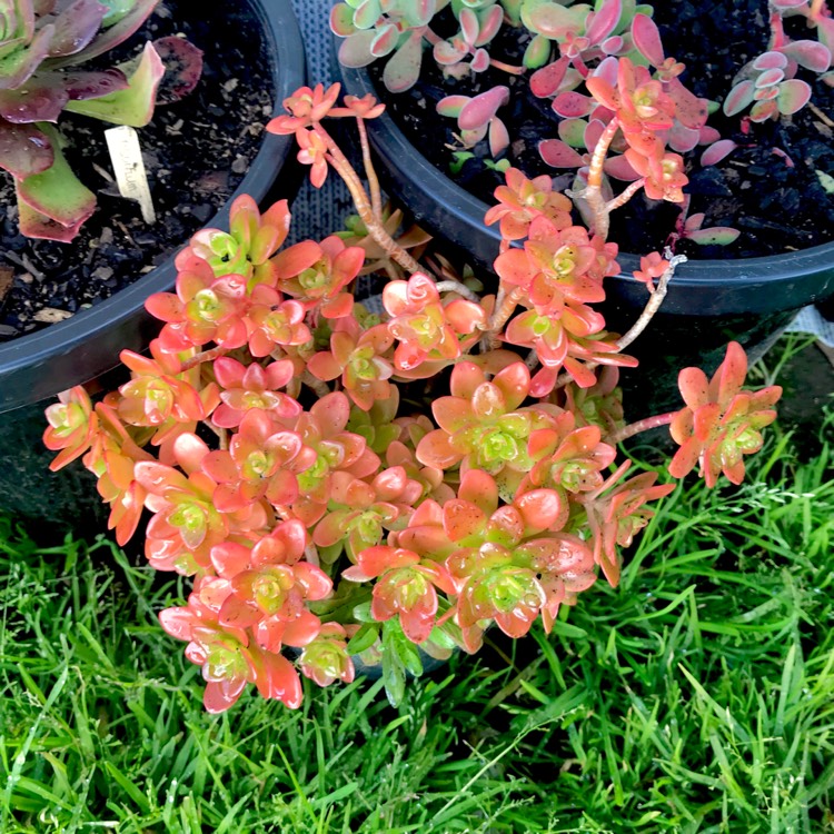 plant image 828948