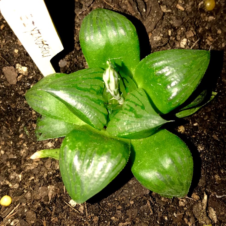 plant image 829155