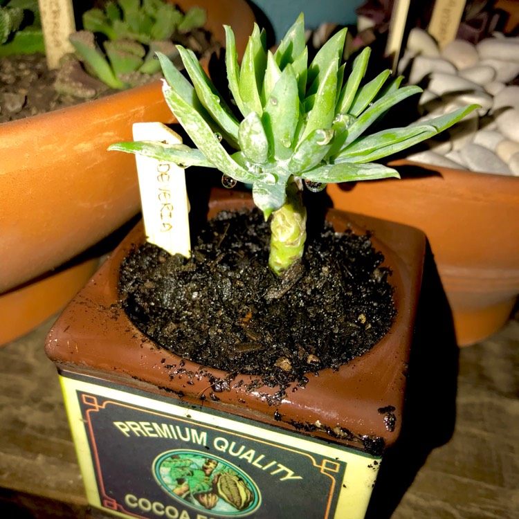 plant image 829166 plant image 829166