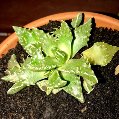 Faucaria felina ssp. tuberculosa