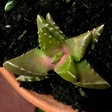 Faucaria Subintegra