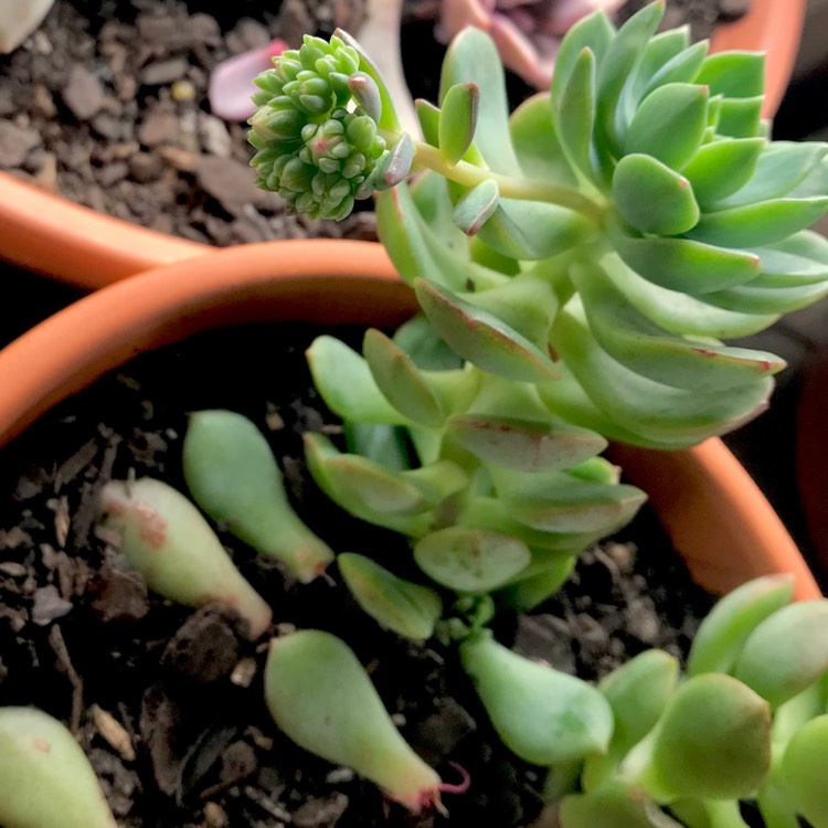 plant image 832423 plant image 832423