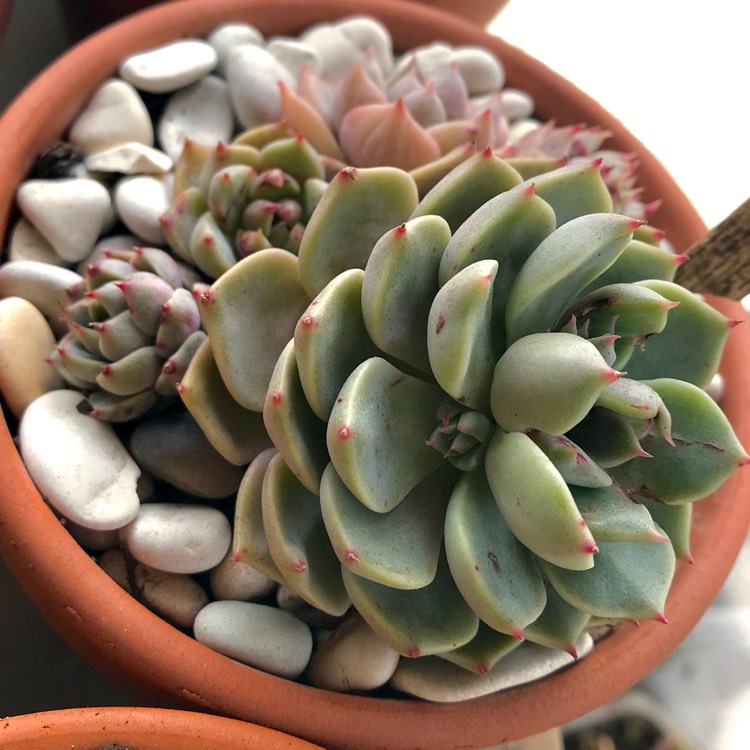 plant image 832438 plant image 832438