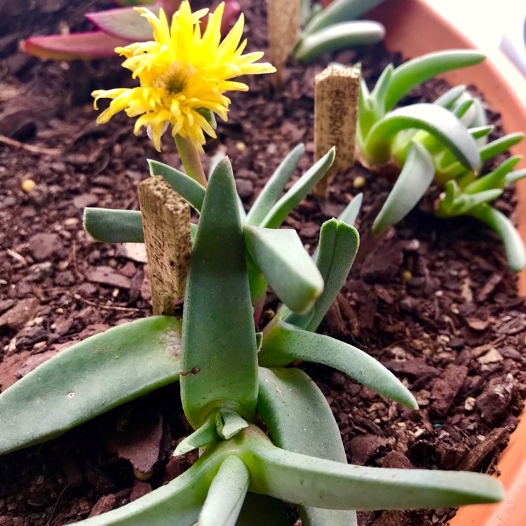 plant image 832442