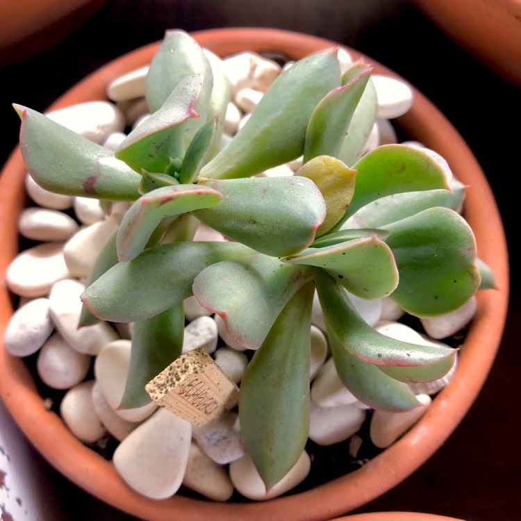 plant image 832446 plant image 832446