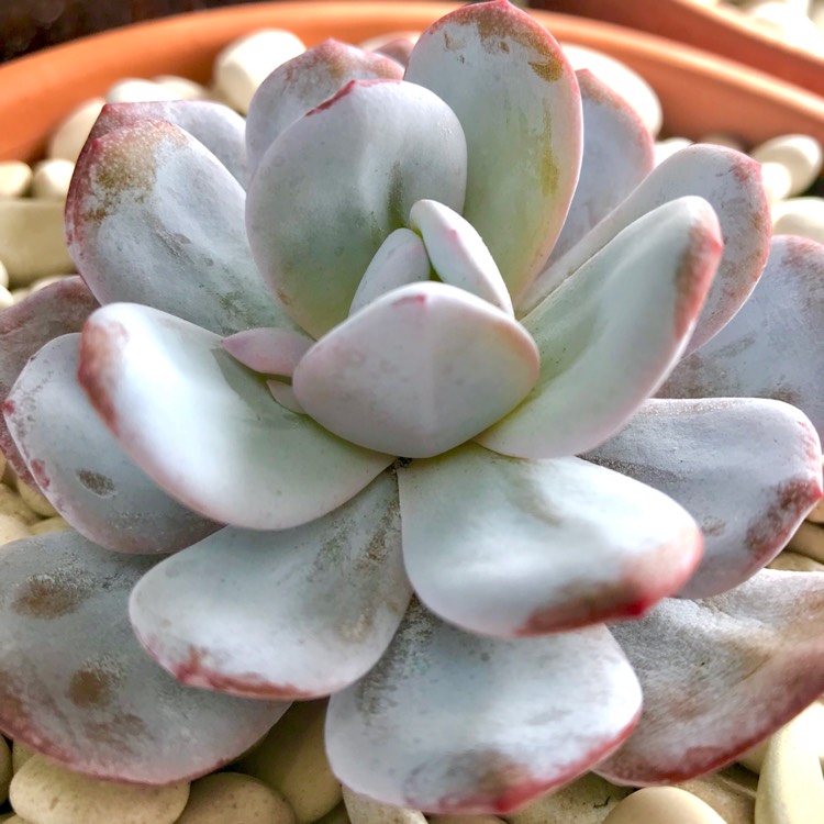 plant image 832490 plant image 832490