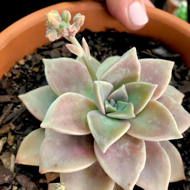 plant image 832841 plant image 832841