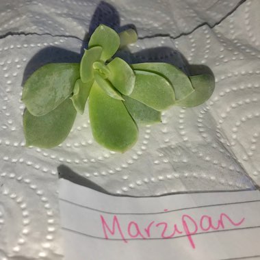 Echeveria Marzipan