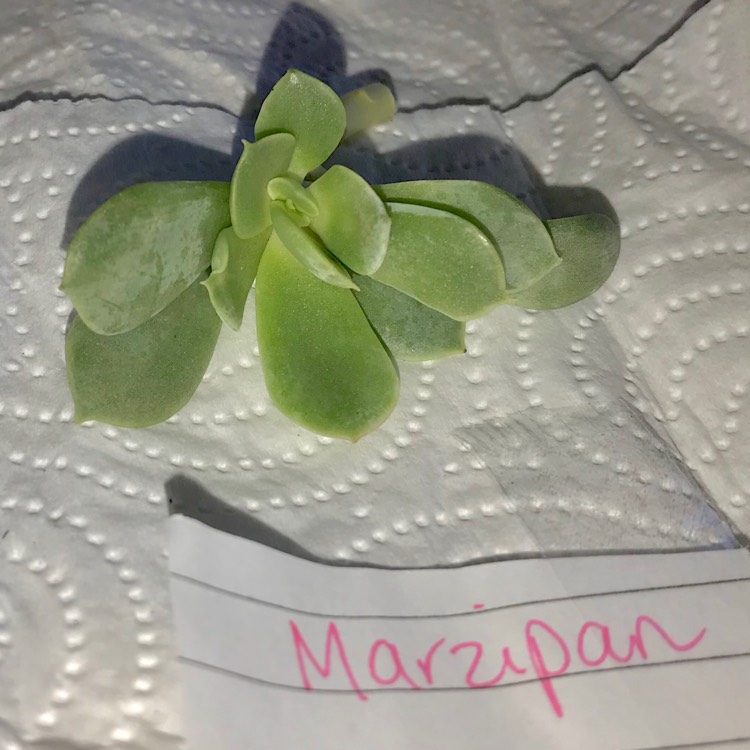 Plant image Echeveria Marzipan