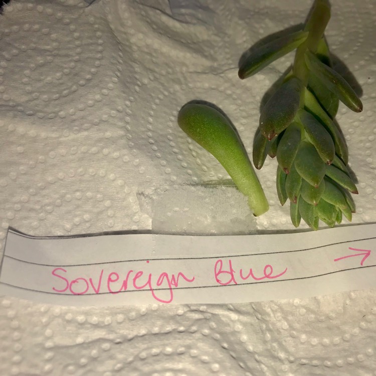 Plant image Echeveria Sovereign Blue