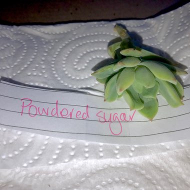 Echeveria Graessneri