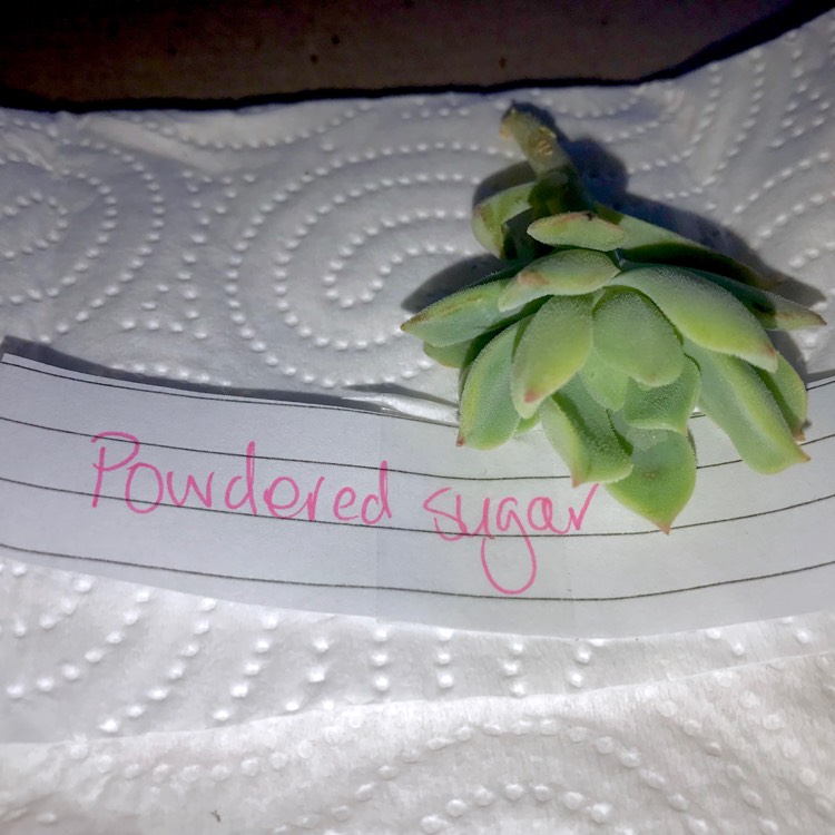Plant image Echeveria Graessneri