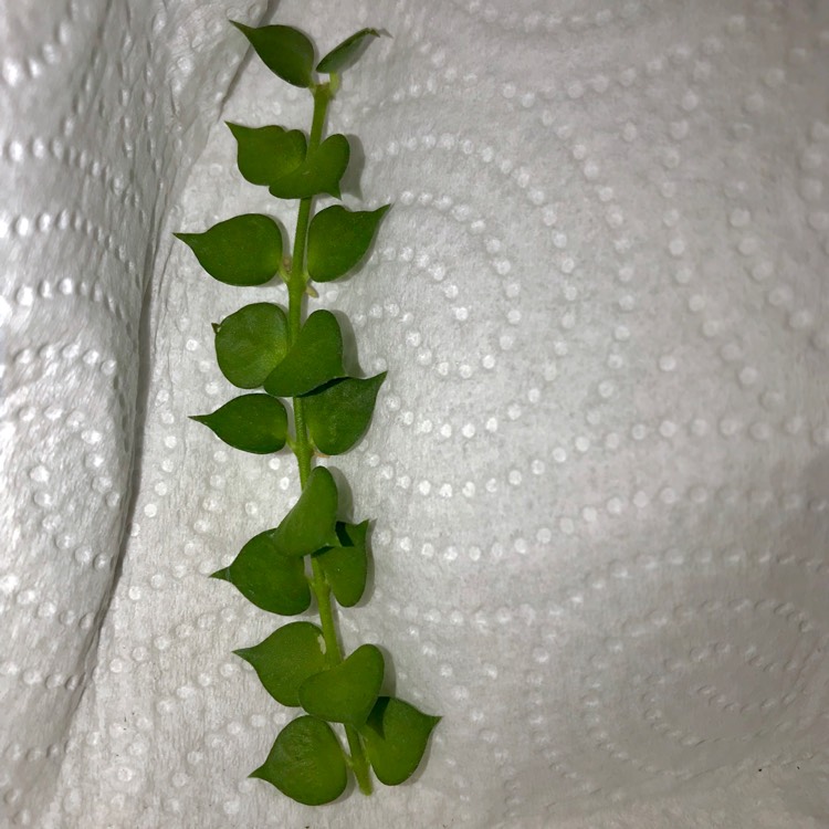 plant image 833332 plant image 833332