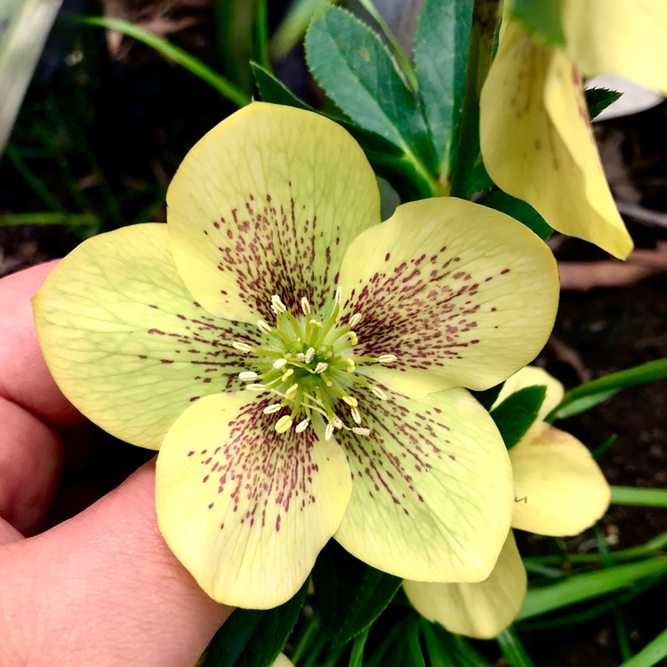 plant image 834136