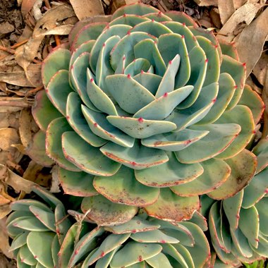 Echeveria Imbricata