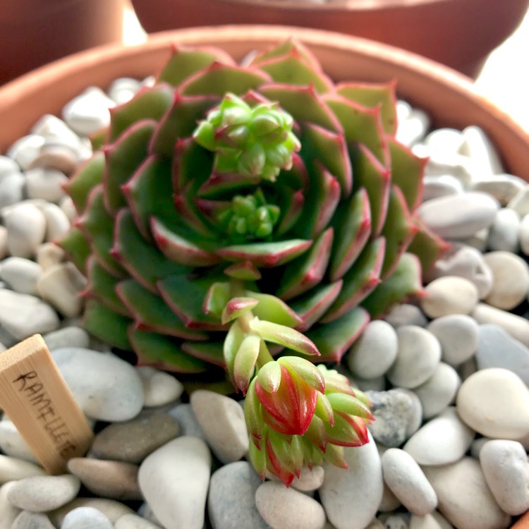 plant image 834856