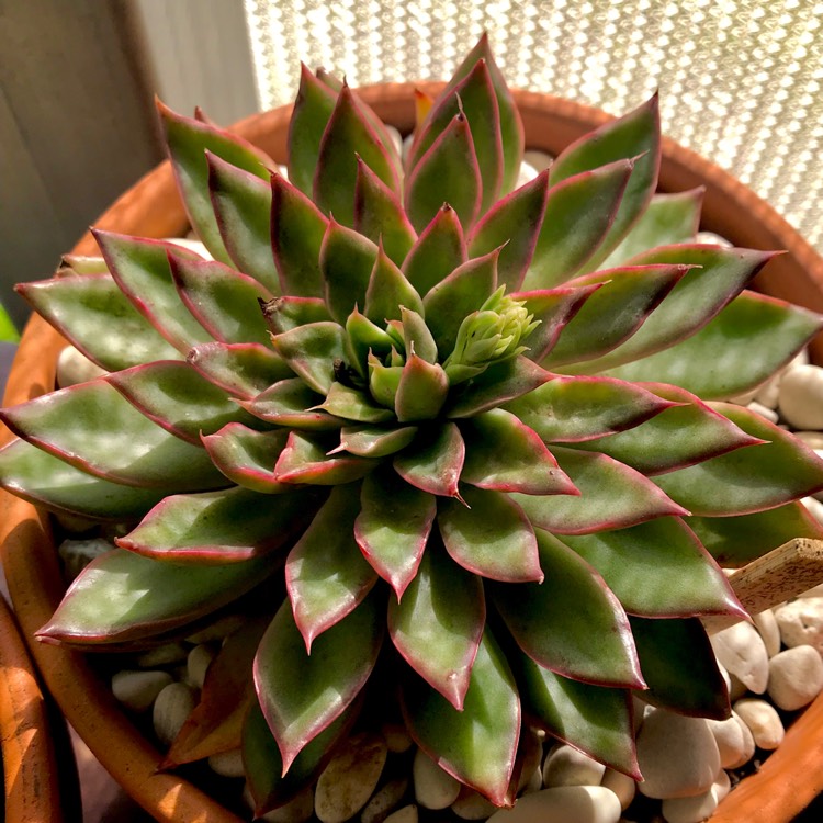 plant image 834988 plant image 834988