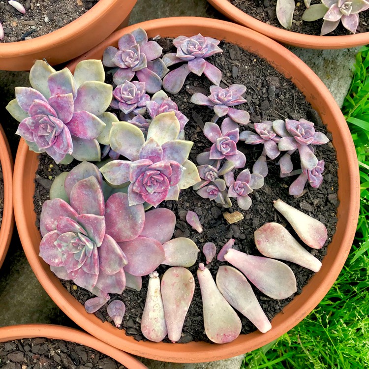 plant image 835130 plant image 835130