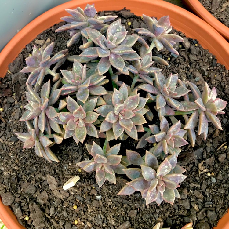 plant image 835136 plant image 835136