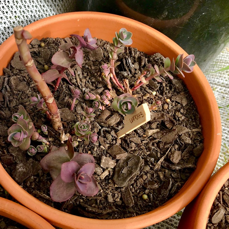 plant image 835608 plant image 835608